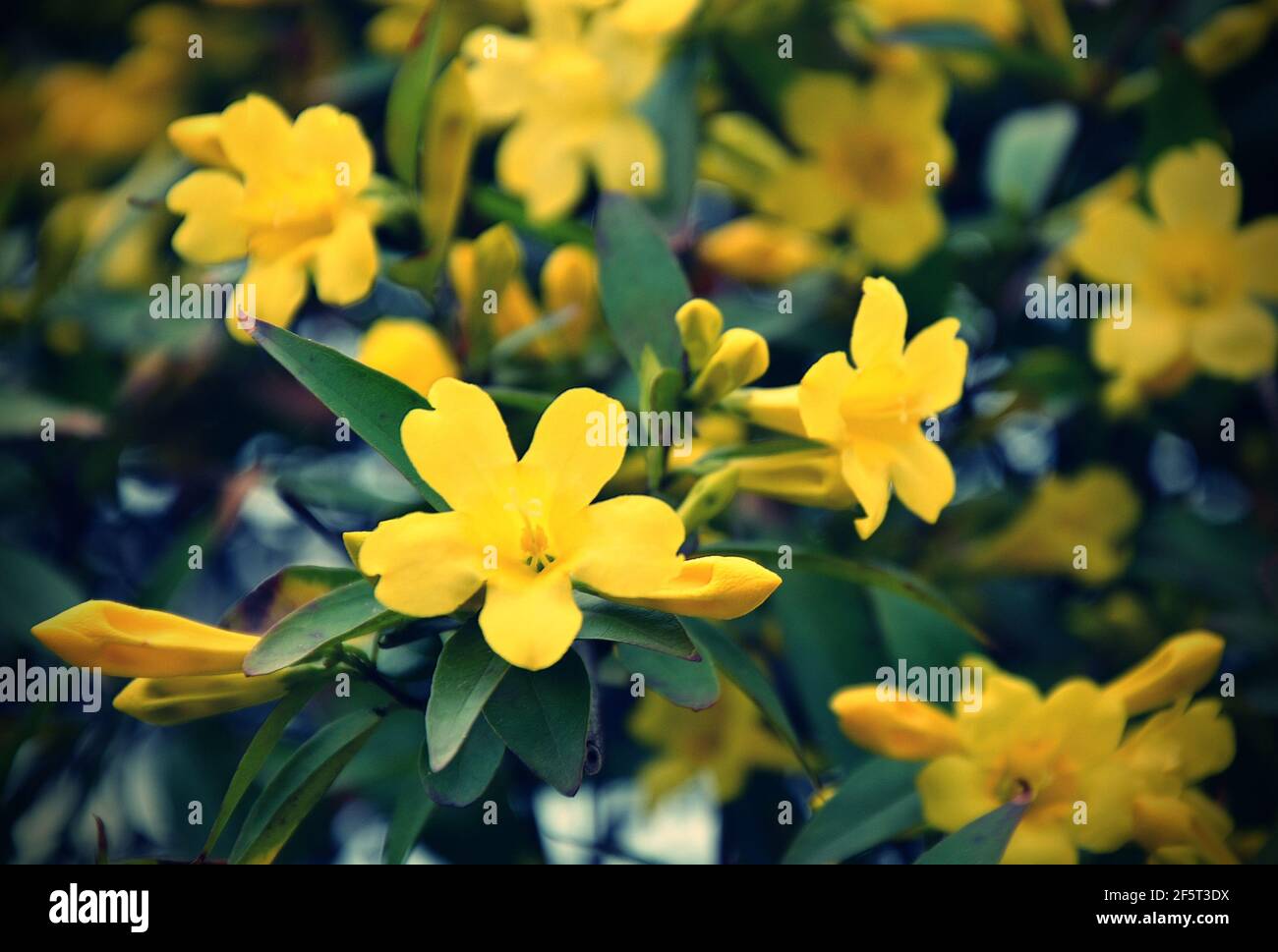 Jasminum humile, the Italian jasmine or yellow jasmine, is a species of flowering plant in the family Oleaceae, Stock Photo