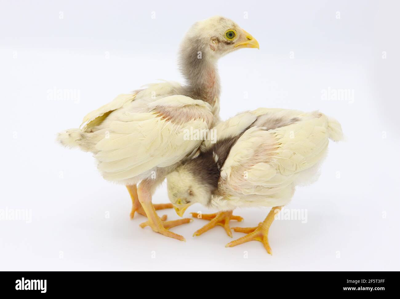 Two Little Chicks Isolated On White Background, Hen Chicks Stock Photo 