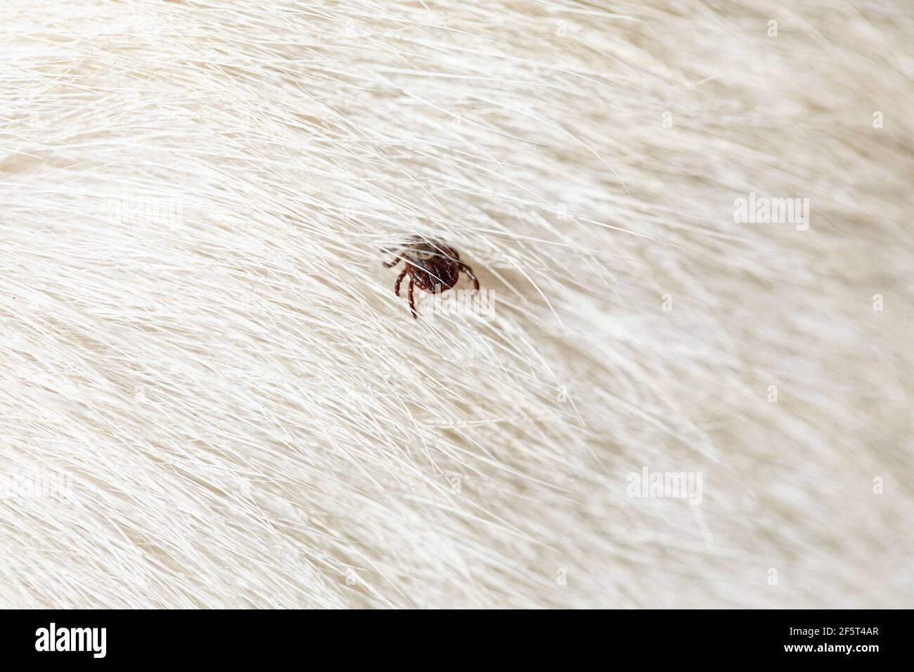 Help clean ticks from dog. Tickborne diseases. Ixodes ricinus Stock