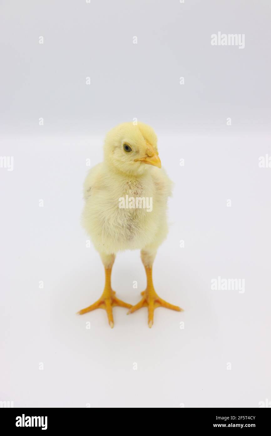 Beautiful little chick isolated on the white Stock Photo - Alamy