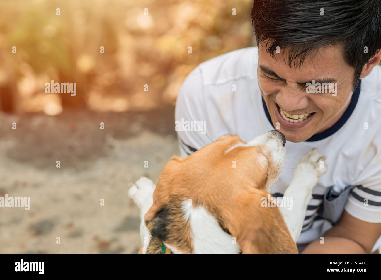 Asian man lovely cute playing with his puppy animal pet , Beagle are friendly dog with human. Stock Photo