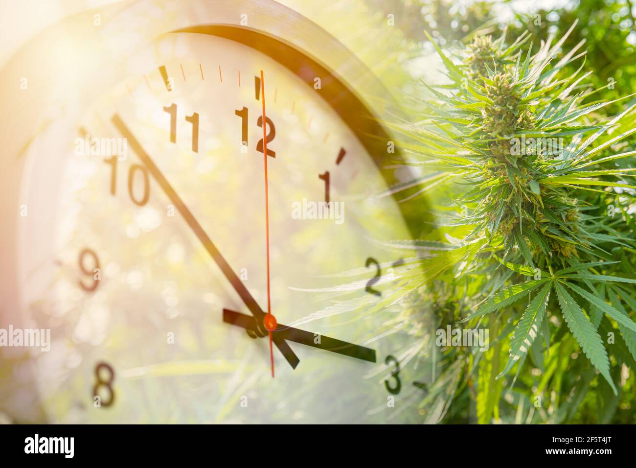 Cannabis Marijuana plant leaves or Hemp overlay with Times clock for countdown to legalization concept. Stock Photo