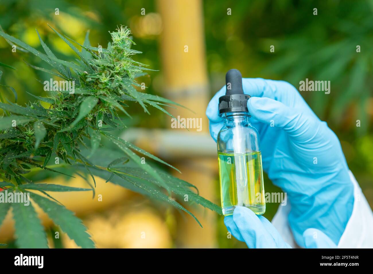Hand holding Sativa Cannabis oil extract essential from Marijuana leaves for herbal medical nature plant. Stock Photo