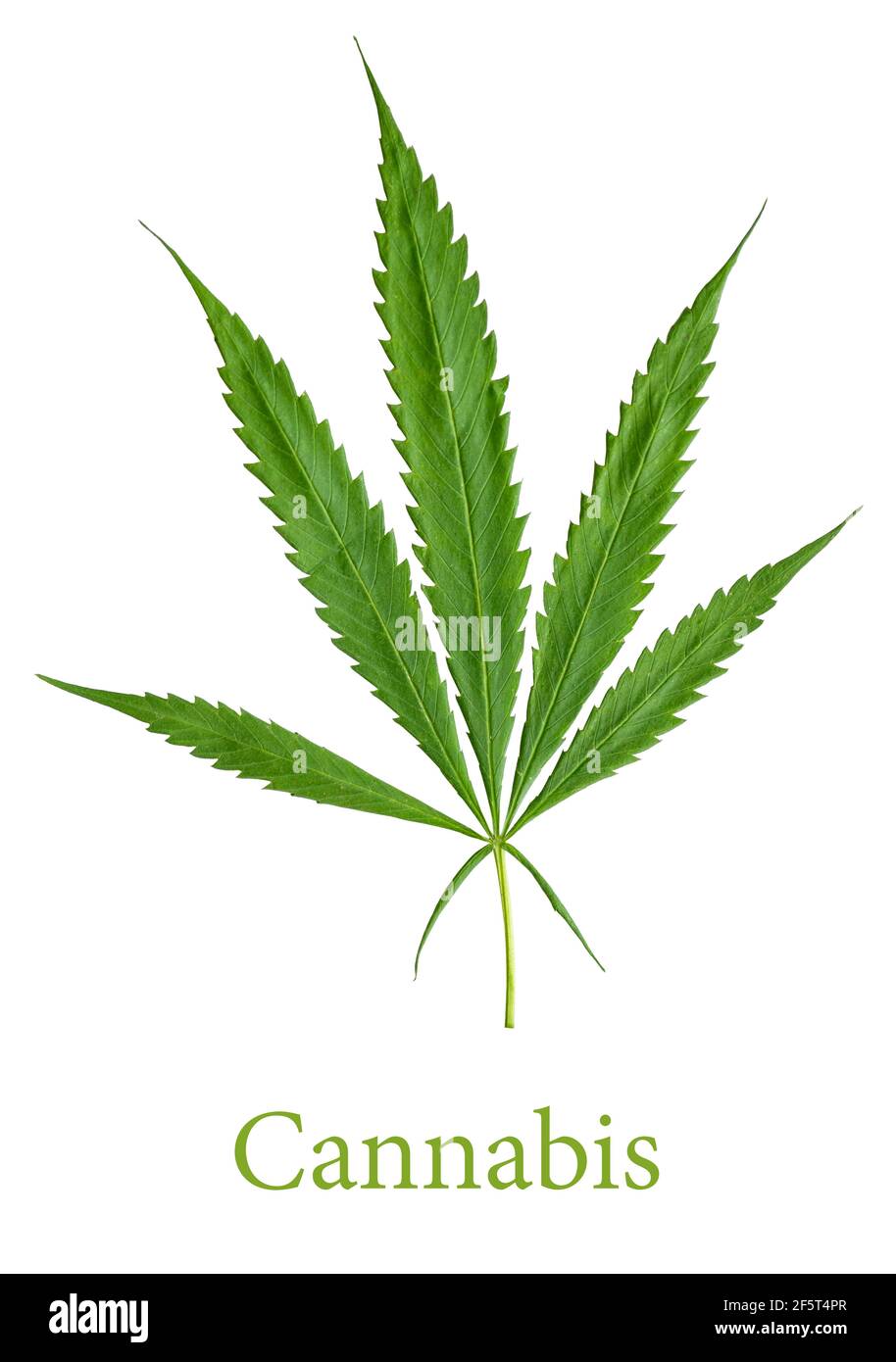Sativa Cannabis leaf or Marijuana isolated on white background with clipping path. Stock Photo