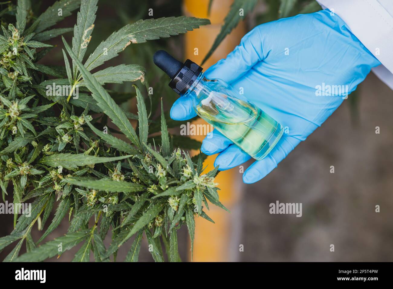 Hand holding Sativa Cannabis oil extract essential from Marijuana leaves for herbal medical nature plant. Stock Photo