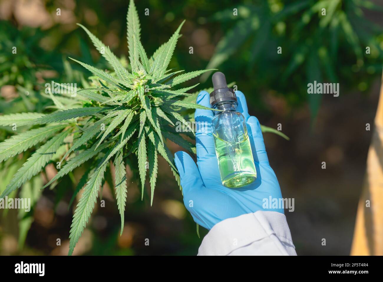 Hand holding Sativa Cannabis oil extract essential from Marijuana leaves for herbal medical nature plant. Stock Photo