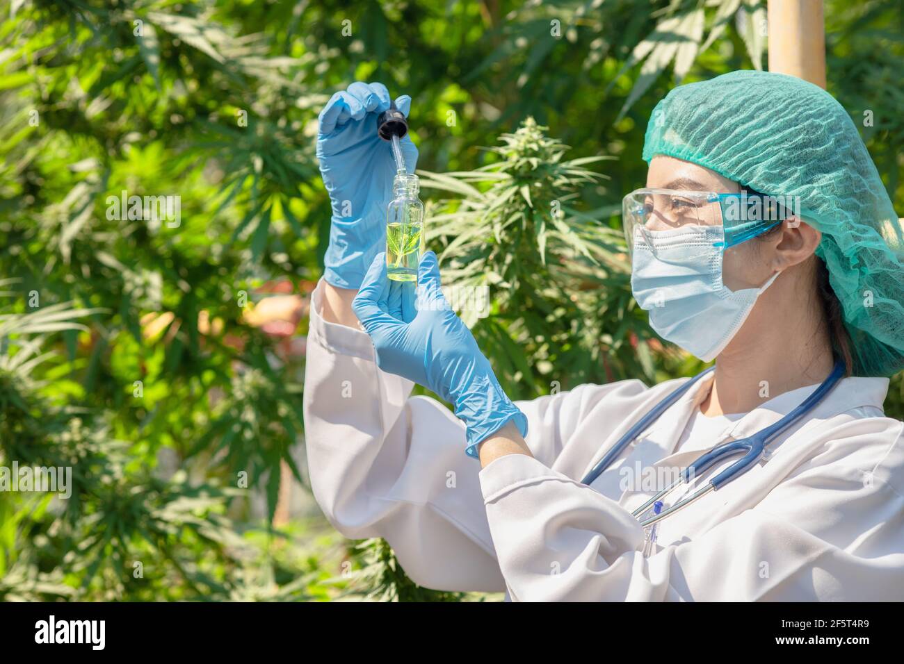 Doctor science with Sativa Cannabis oil extract essential from Marijuana leaves for herbal medical nature plant. Stock Photo
