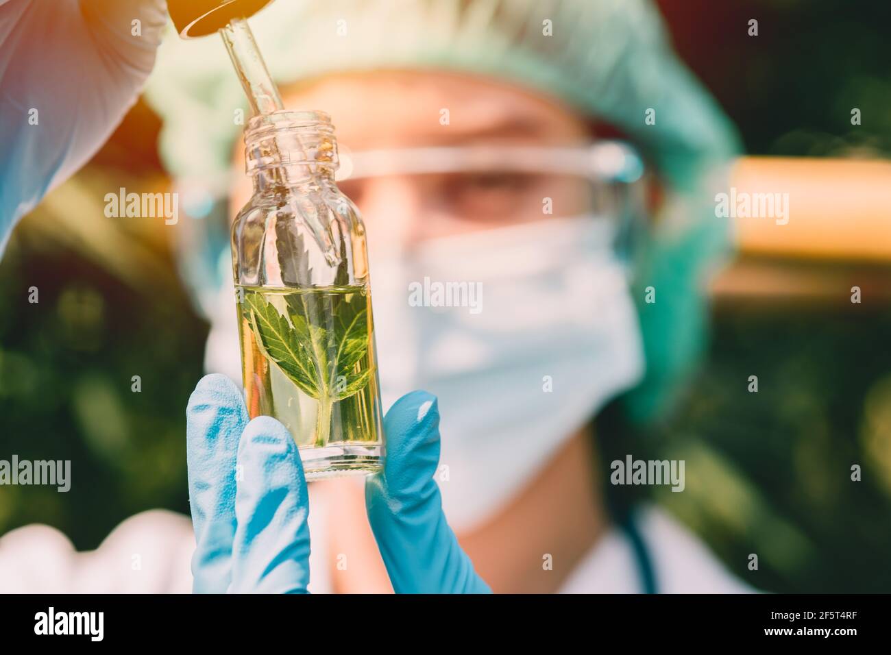 Doctor science with Sativa Cannabis oil extract essential from Marijuana leaves for herbal medical nature plant. Stock Photo