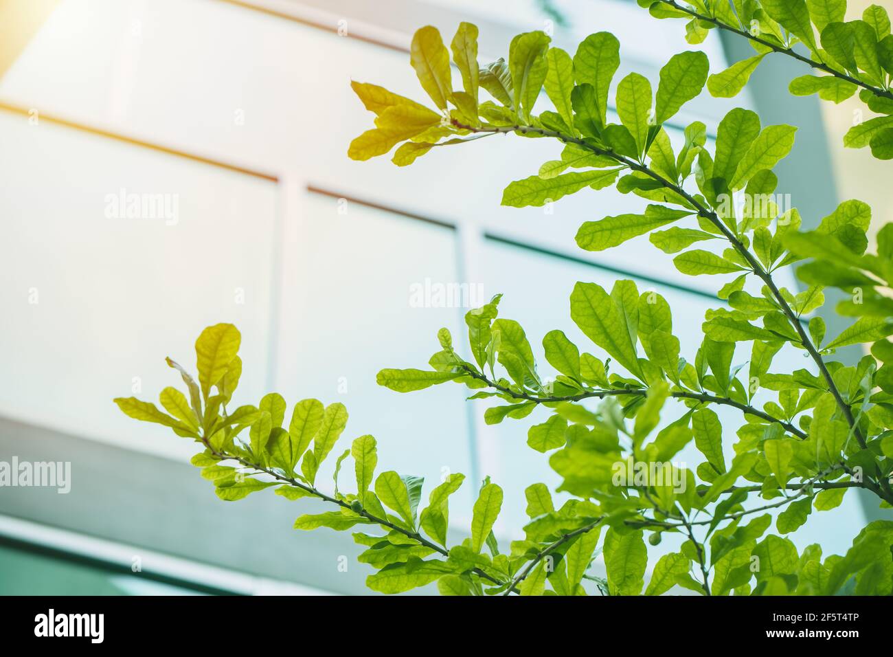 Green tree in urban eco city office building Stock Photo