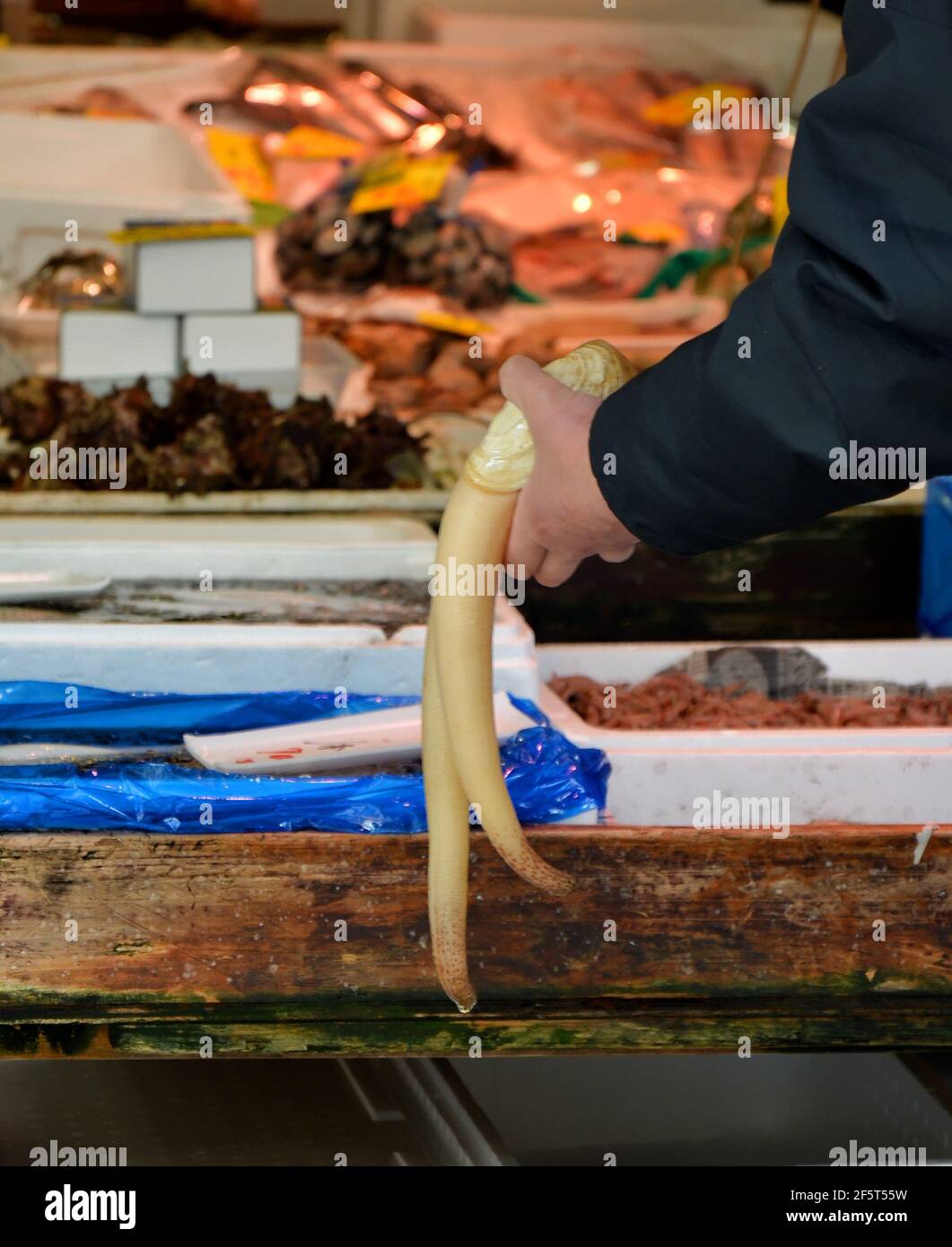 Mud duck, king clam, Mirugai, giant clam or elephant-trunk clam, these are all names for the Geoduck clam (Panopea Generosa), edible saltwater clams Stock Photo