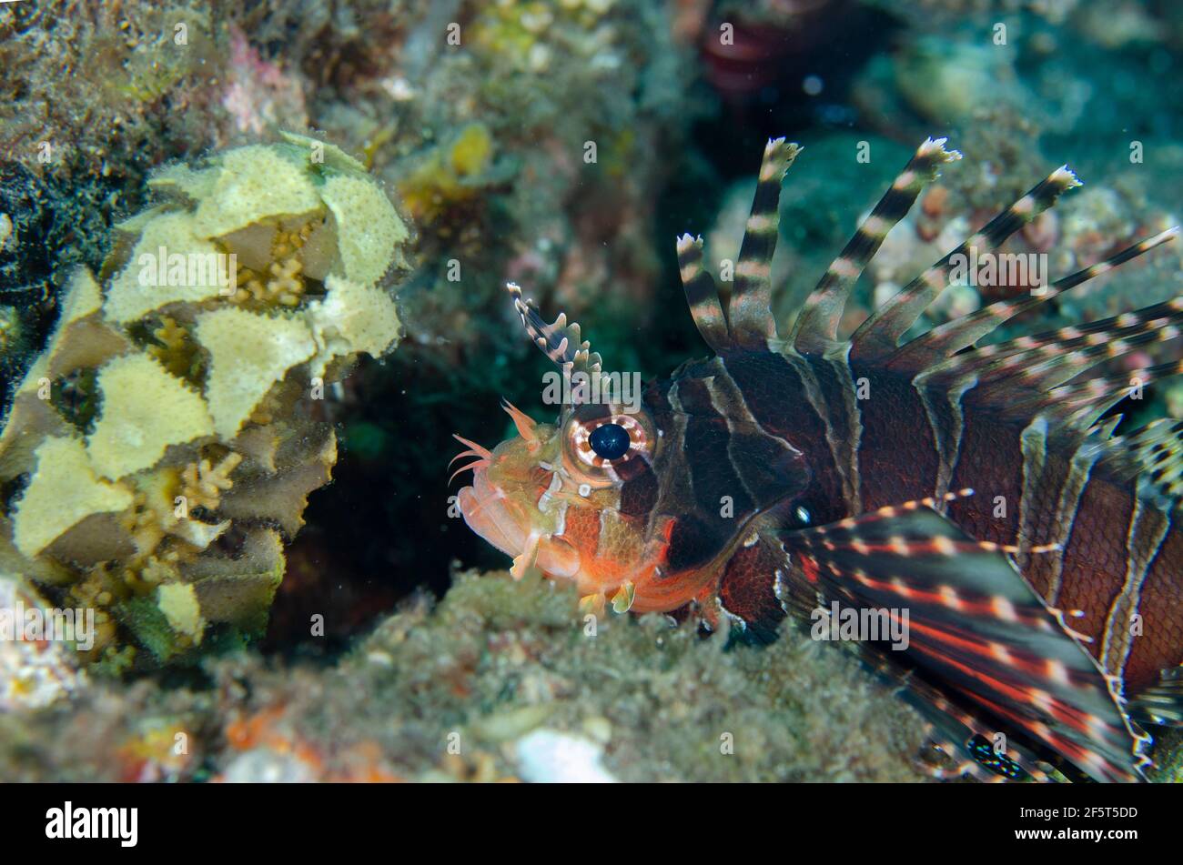 Zebra Lionfish, Dendrochirus zebra, by Spiny Leaf Seaweed, Turbinaria decurrens, Sedam dive site, Seraya, Kubu district, Karangasem, Bali, Indonesia, Stock Photo