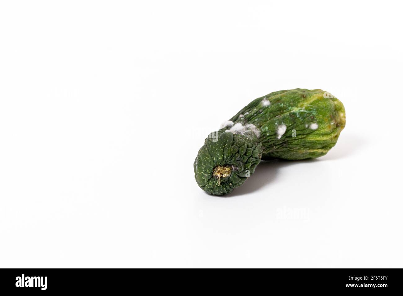 Spoiled cucumber covered with mold isolated on white background Stock Photo