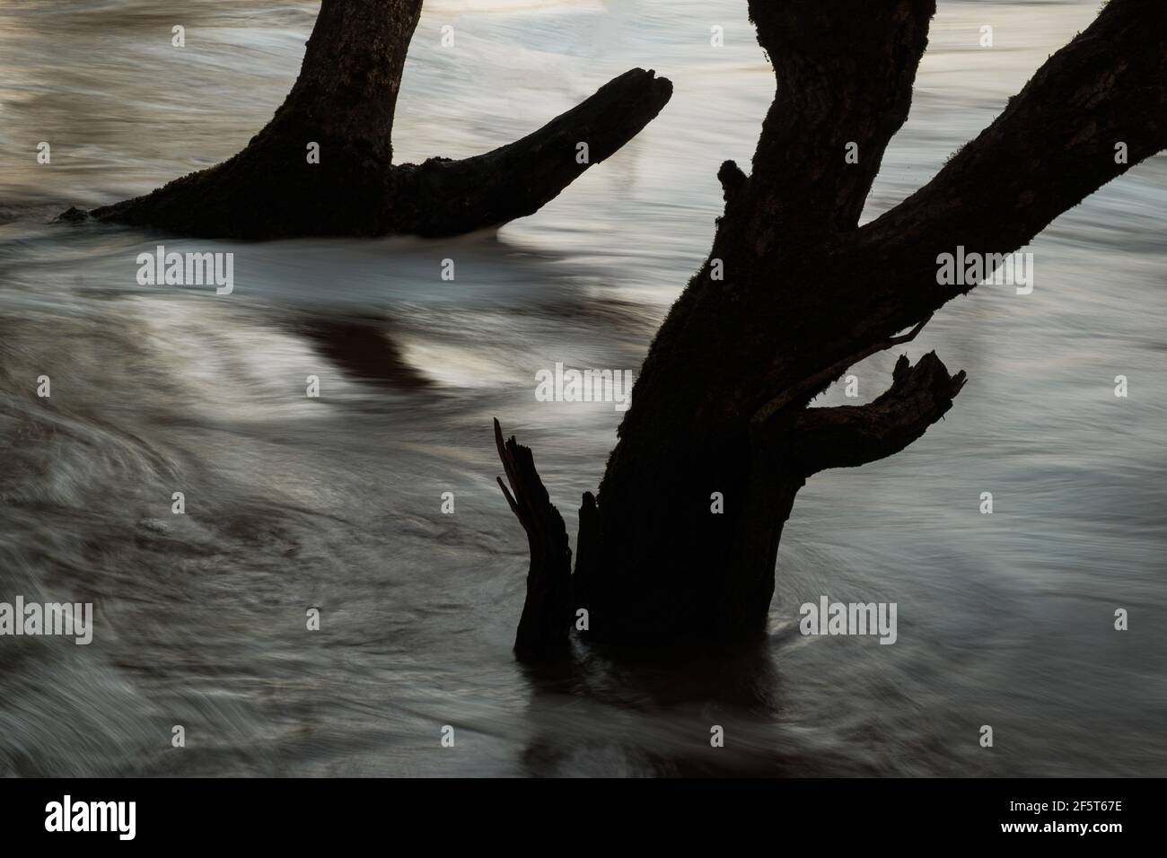 Slow exposure plant light hi-res stock photography and images - Alamy