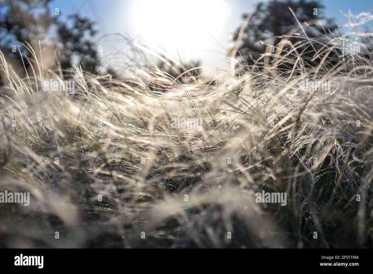 Sunset or sunrise. Natural background. Meadow at sunset Stock Photo