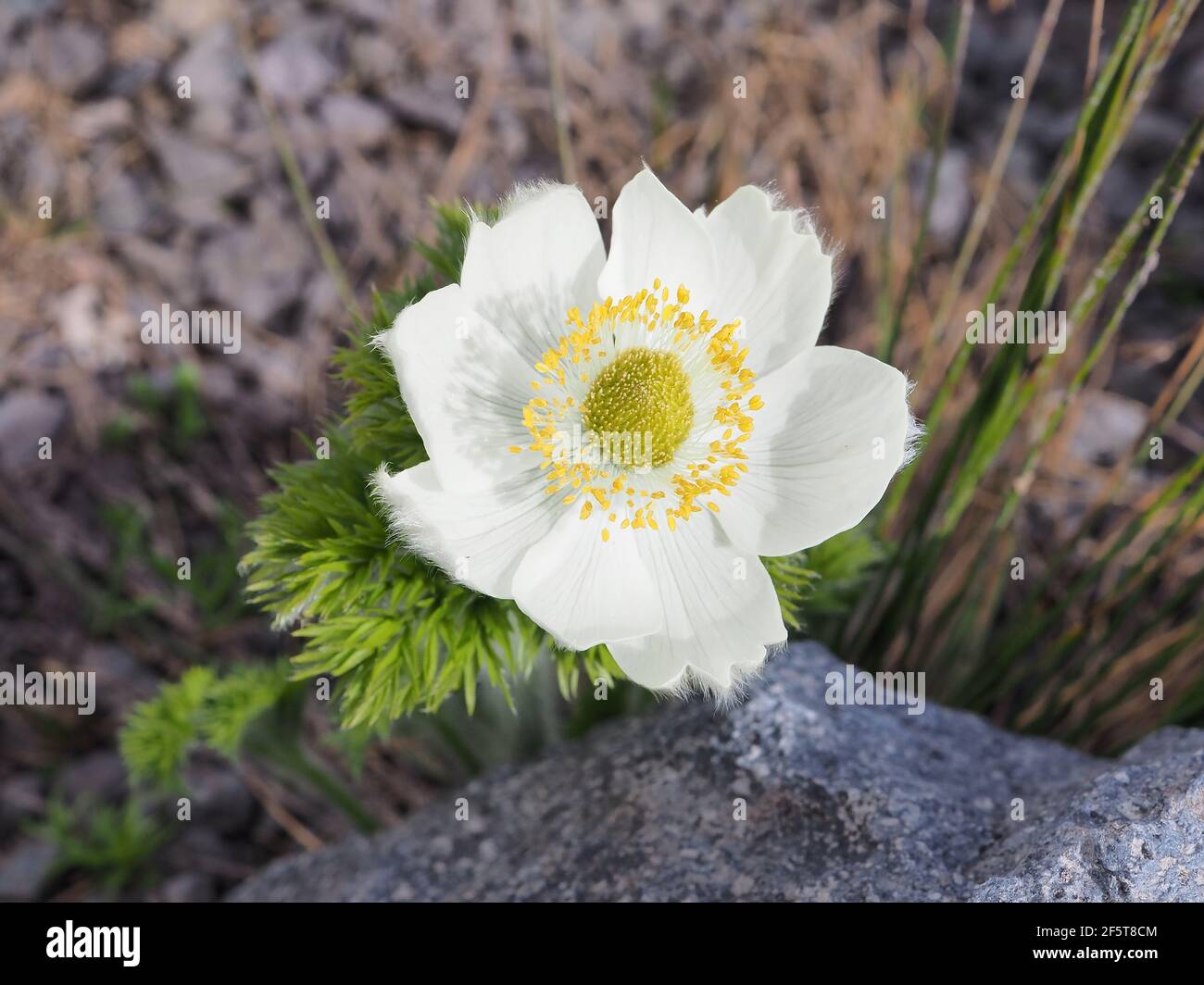 Anemone occidentalis - western pasqueflower - in Mount Rainier National Park, Washington state, USA Stock Photo