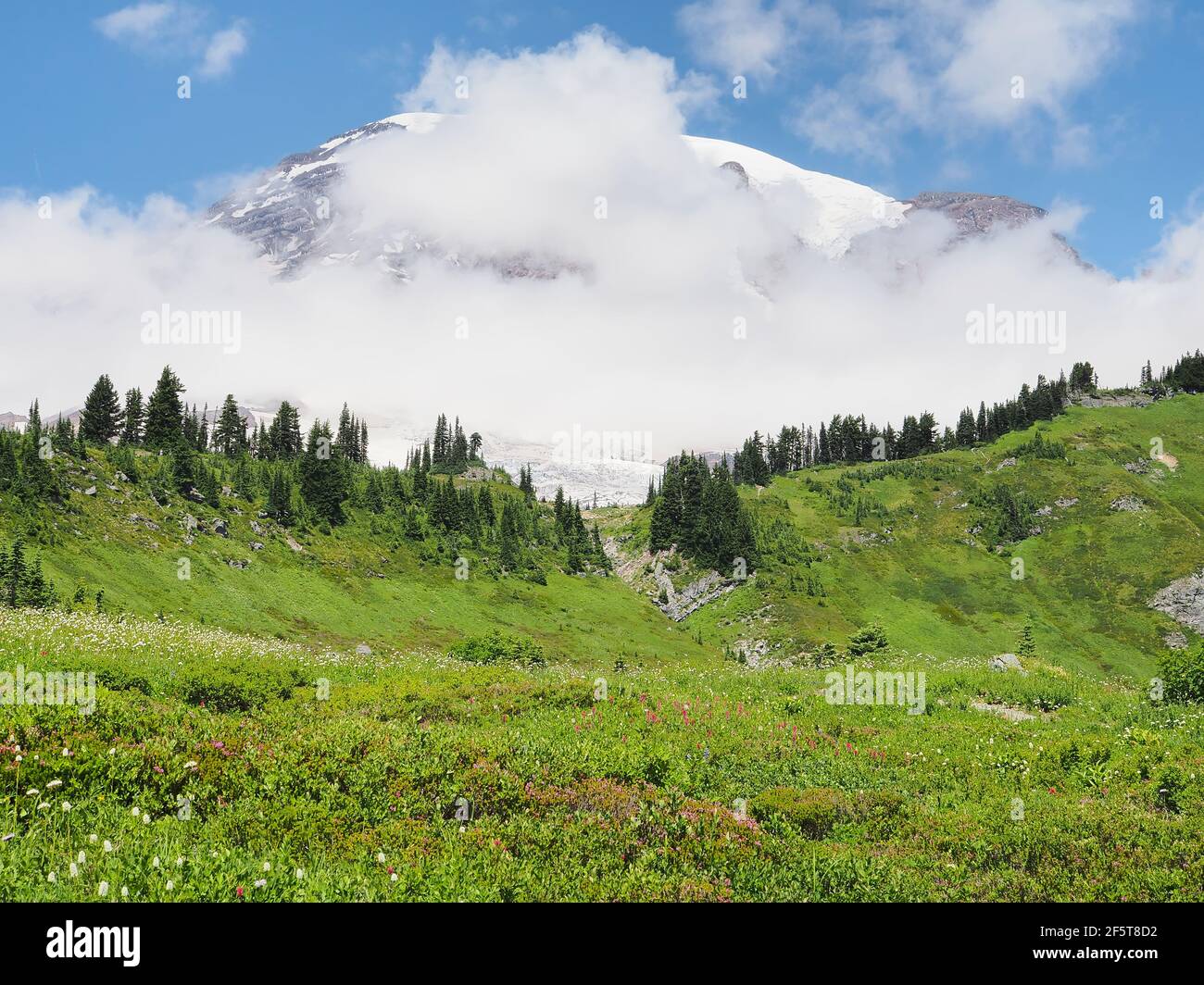 Subalpine meadow in July, Mount Rainier National Park, Washington state, USA Stock Photo