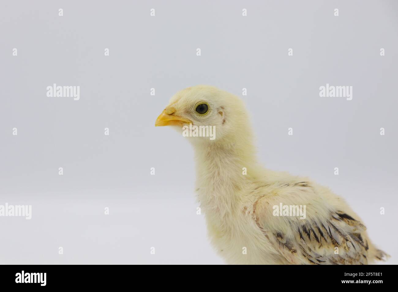 Beautiful little chick isolated on the white Stock Photo - Alamy