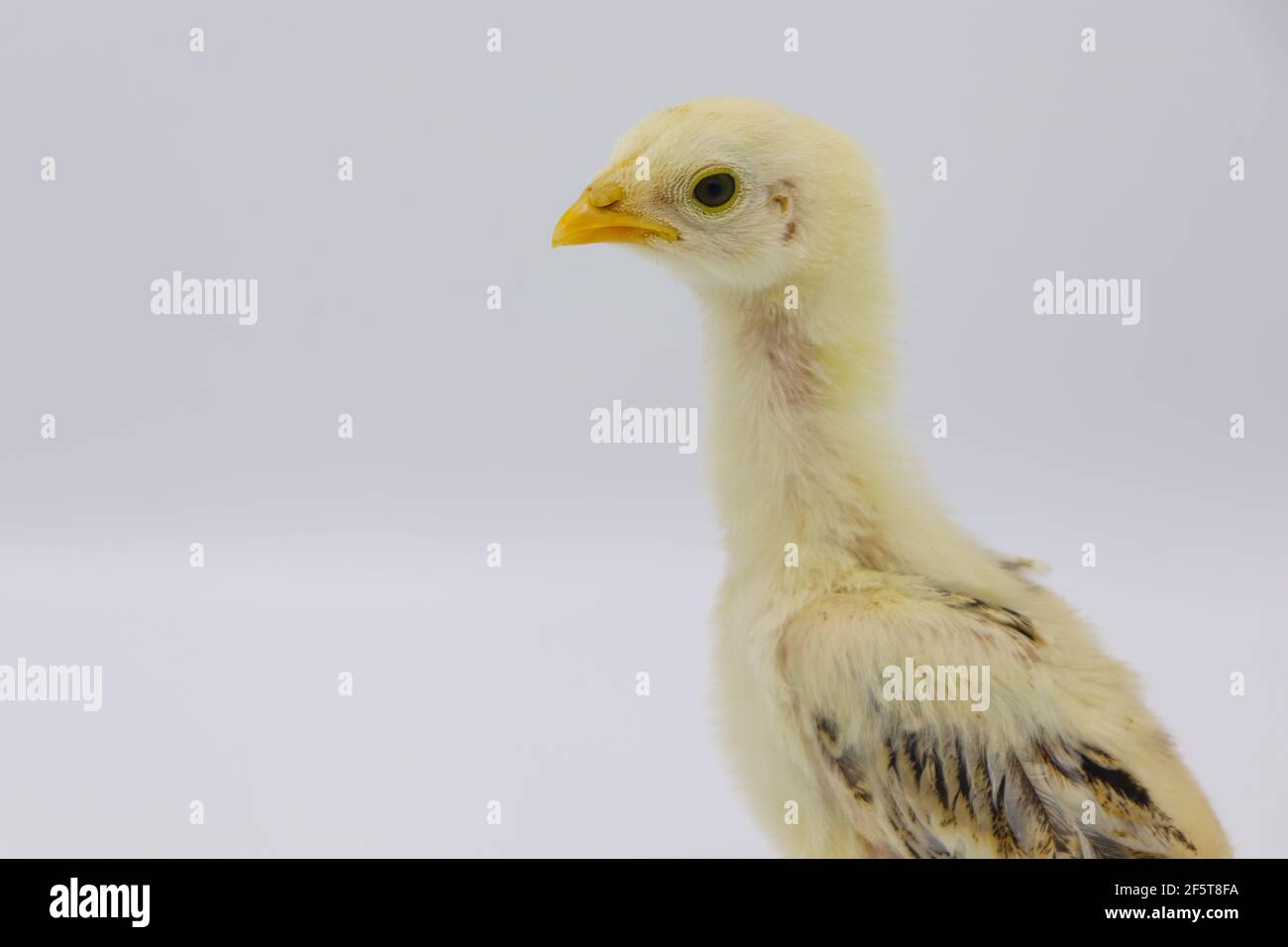 Beautiful little chick isolated on the white Stock Photo