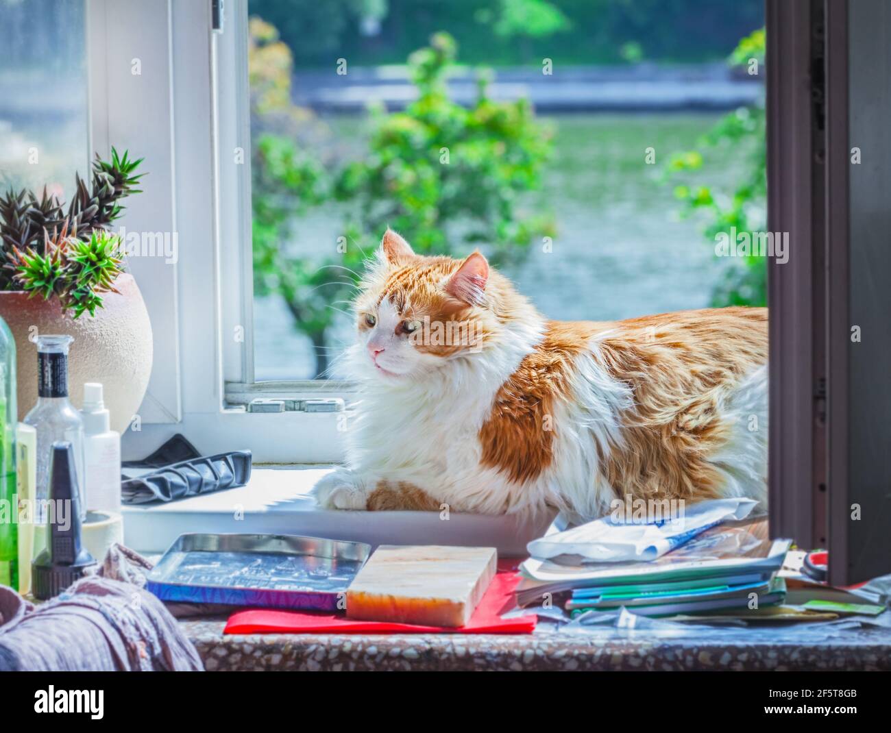 Real adult red cat on windowsill in open window in summer Stock Photo