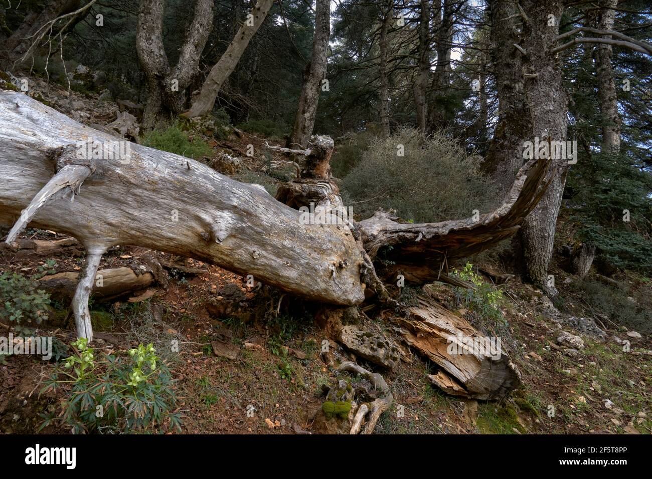 detail of Spanish fir (abies pinsapo) trunk in the Yunquera fir tree, in the Sierra de las Nieves national park in Malaga. Andalusia, Spain Stock Photo
