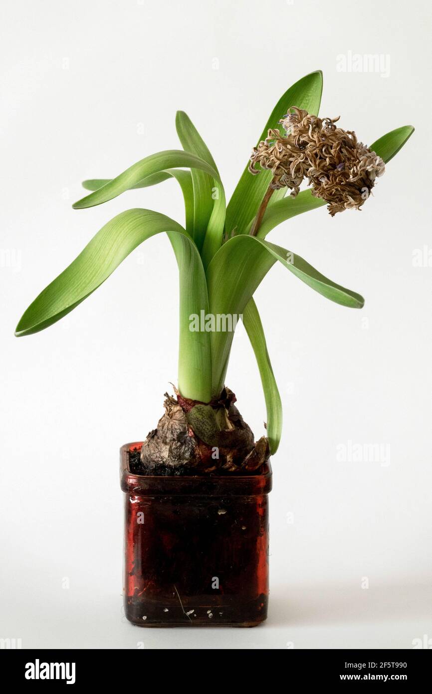 Withered flower hyacinth Stock Photo