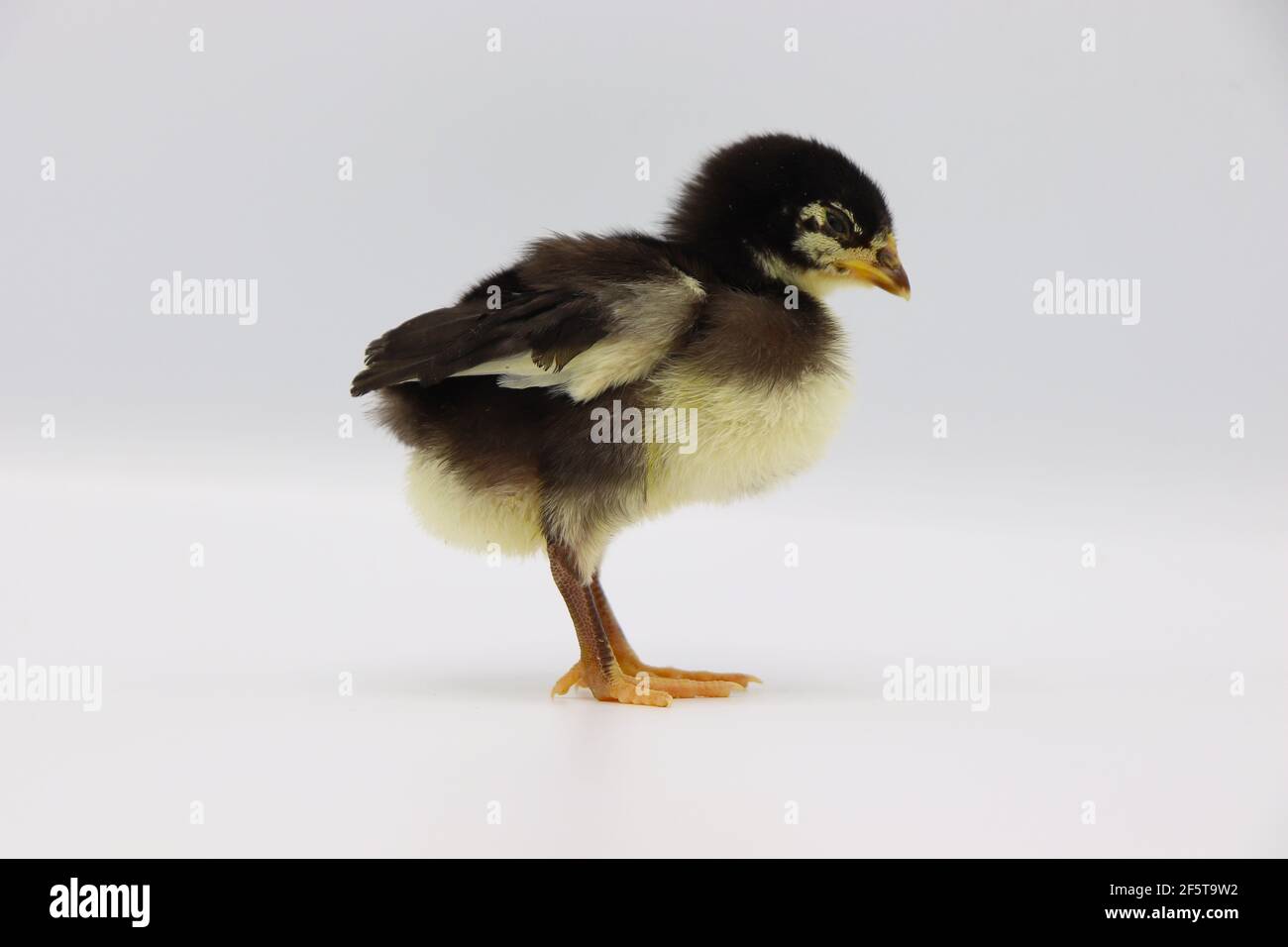 Beautiful black little chick isolated on the white Stock Photo - Alamy