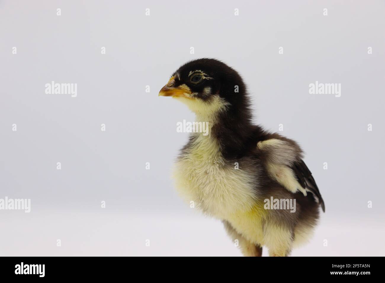 Beautiful black little chick isolated on the white Stock Photo - Alamy