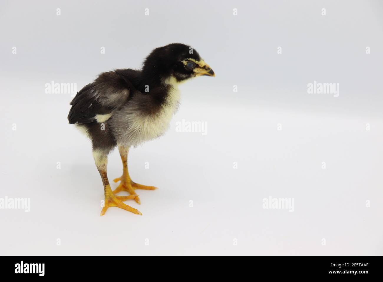 Beautiful black little chick isolated on the white Stock Photo - Alamy