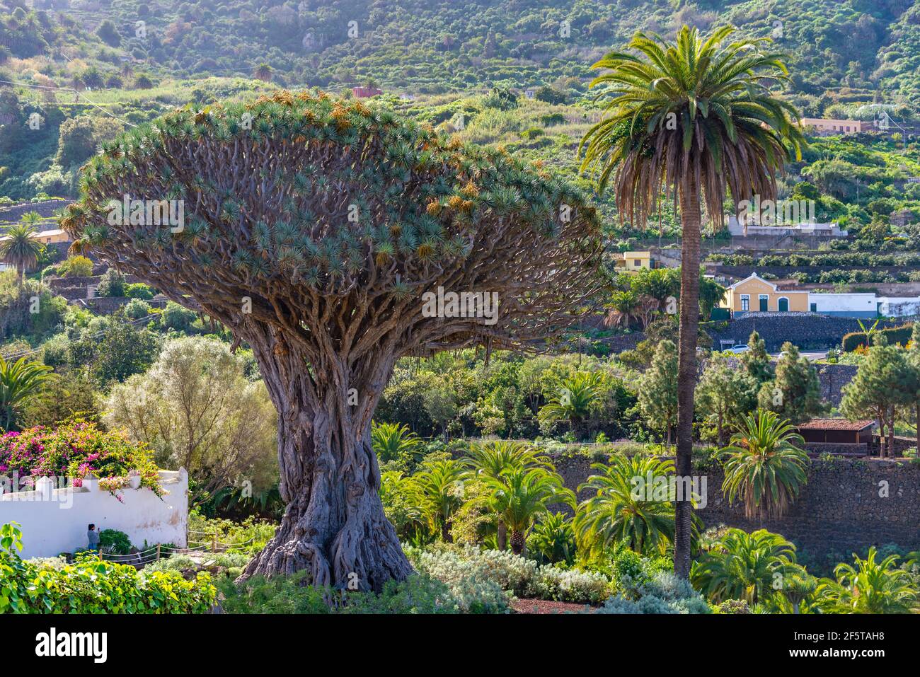 1000 years old Drago tree at Icod de los Vinos, Tenerife, Canary islands, Spain. Stock Photo