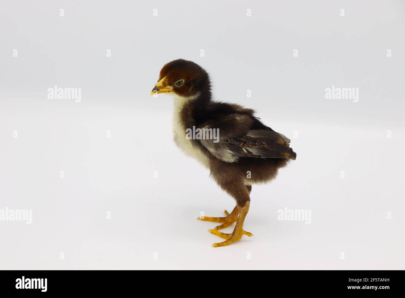 Beautiful black little chick isolated on the white Stock Photo - Alamy