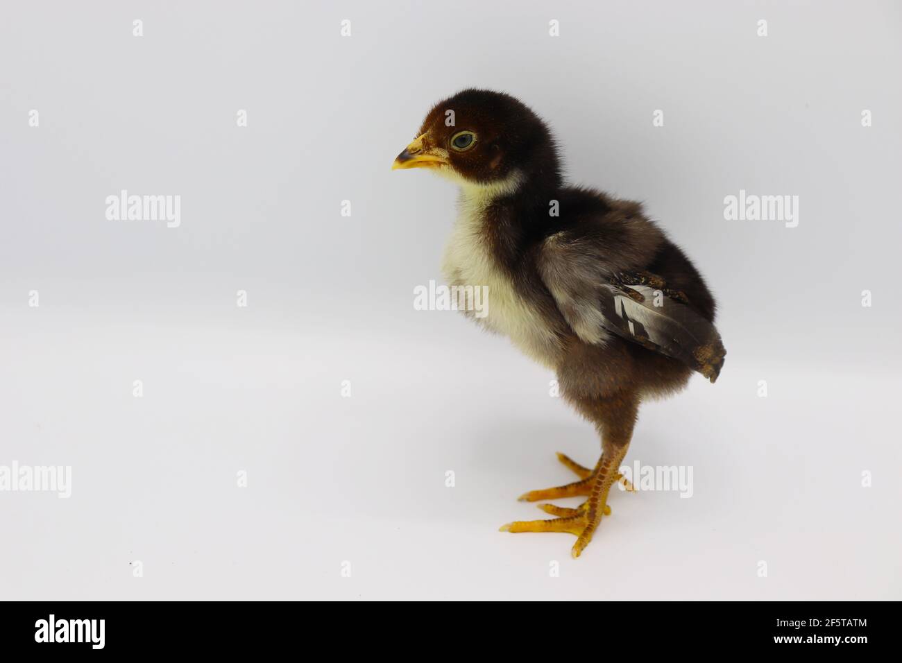 Beautiful black little chick isolated on the white Stock Photo - Alamy