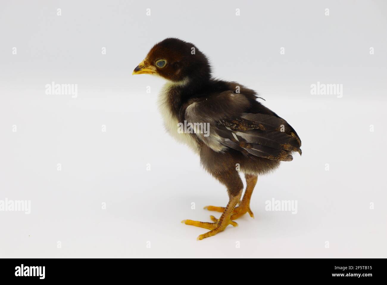 Beautiful black little chick isolated on the white Stock Photo - Alamy