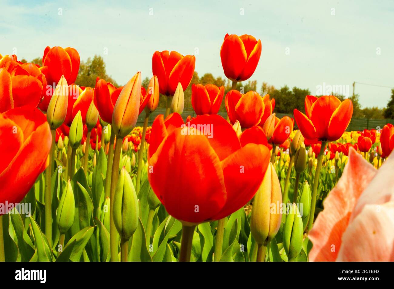 Giardino di Tulipani Pimentel Stock Photo