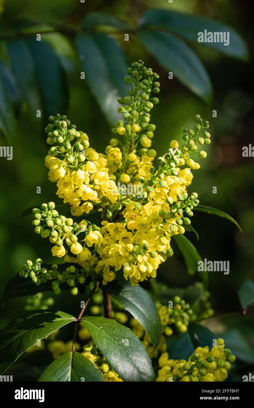 Lyon (France), March 27, 2021. A plant with yellow ball flowers in