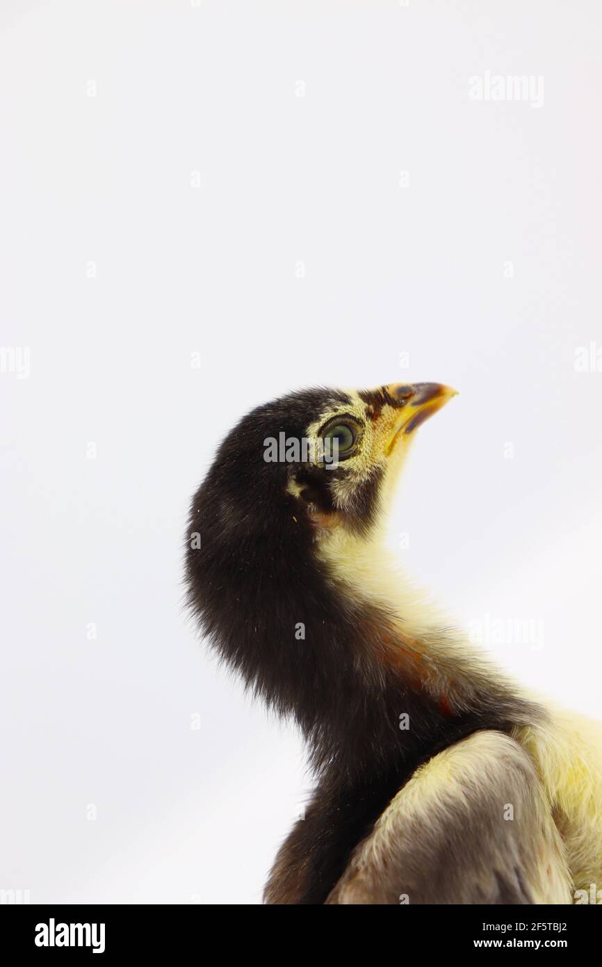 Beautiful black little chick isolated on the white Stock Photo