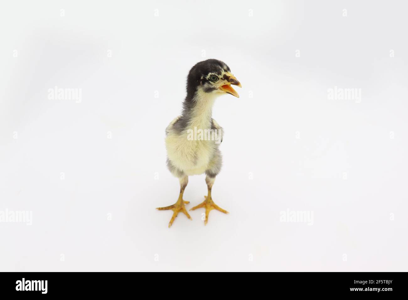 Beautiful black little chick isolated on the white Stock Photo - Alamy