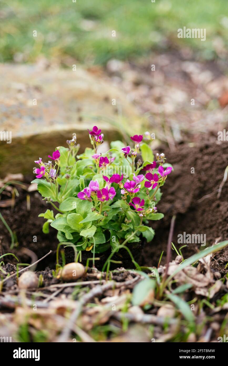 Arabis caucasica ‘Pinkie’ being planted. Stock Photo