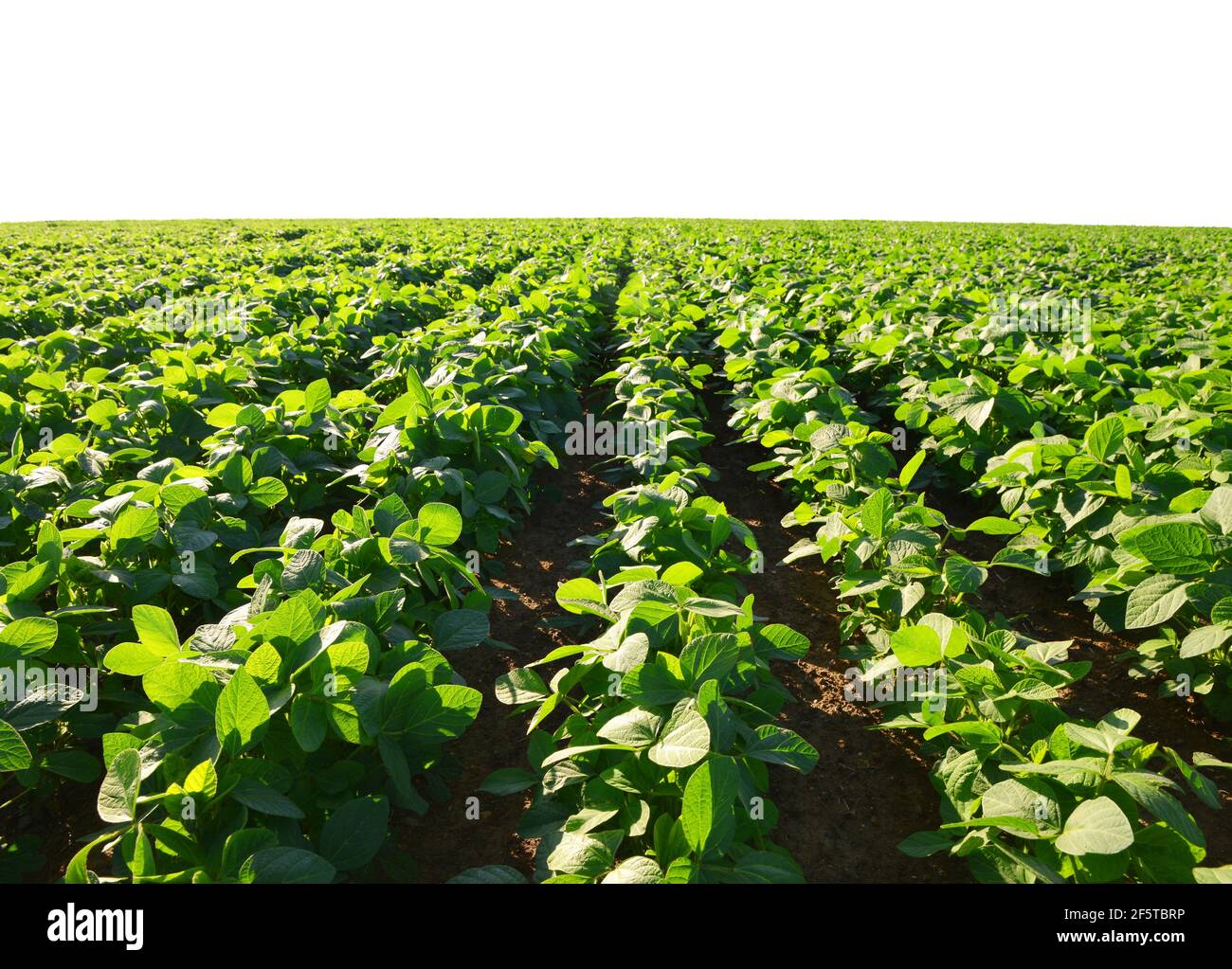 Growing green soybeans plant on field. Soy plantation on white