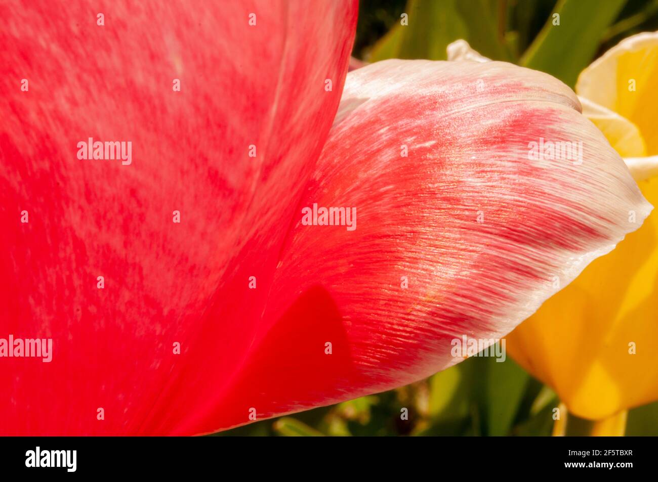 Giardino tulipani Stock Photo