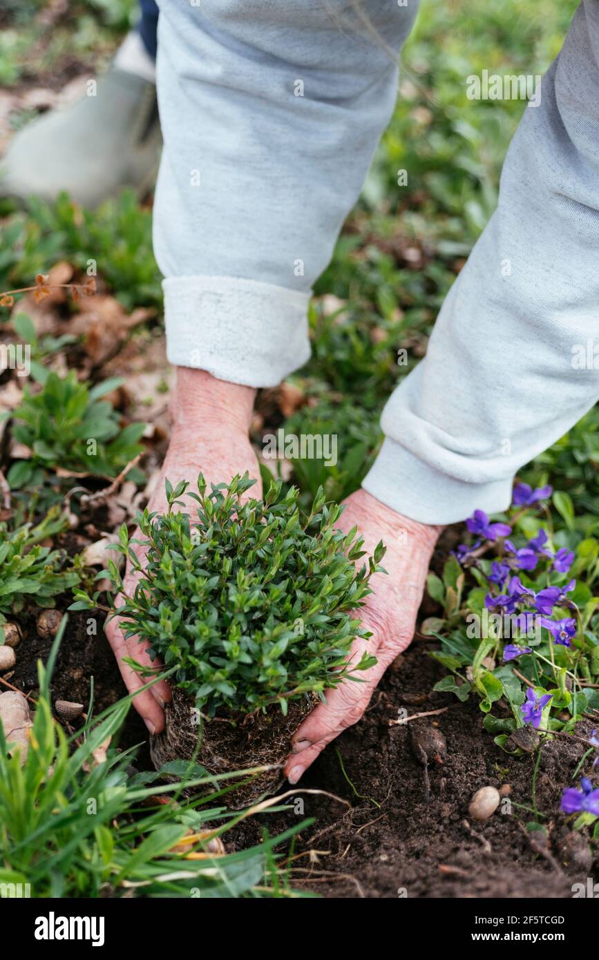 Gardener planting mountain sandwort (Arenaria montana). Stock Photo