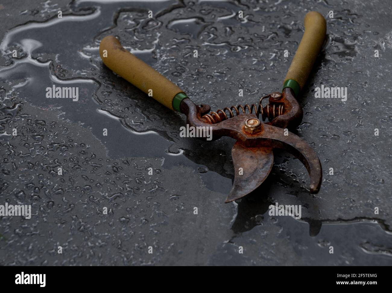High angle of rusty metal pruning shears placed on wet black background in studio Stock Photo