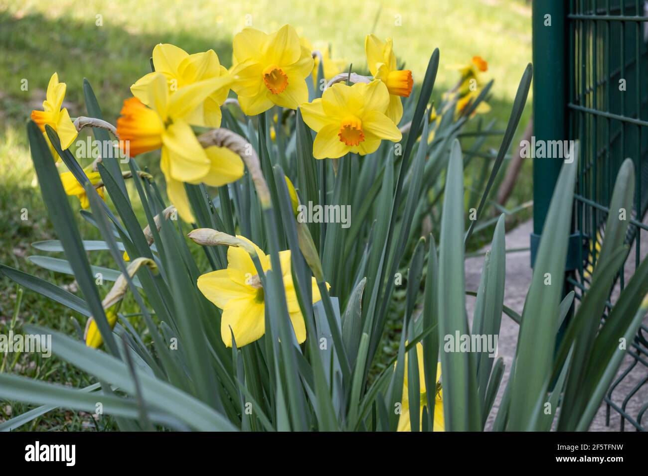 Narcissus L. is a genus of bulb plants of the Amaryllidaceae family native to Europe. Photo taken in an Italian garden.Asti, Piedmont. Stock Photo