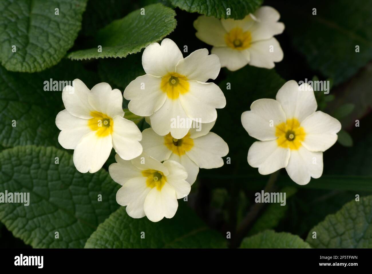 Wild primroses in a hedgerow primula vulgaris Stock Photo - Alamy