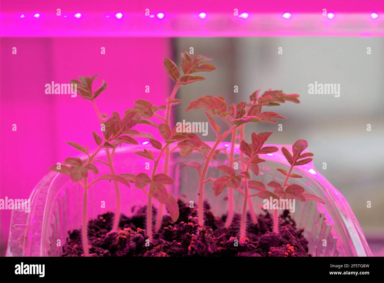 Tomato seedlings are grown at home under special plant lamps with ultraviolet light that replaces the sun's rays Stock Photo