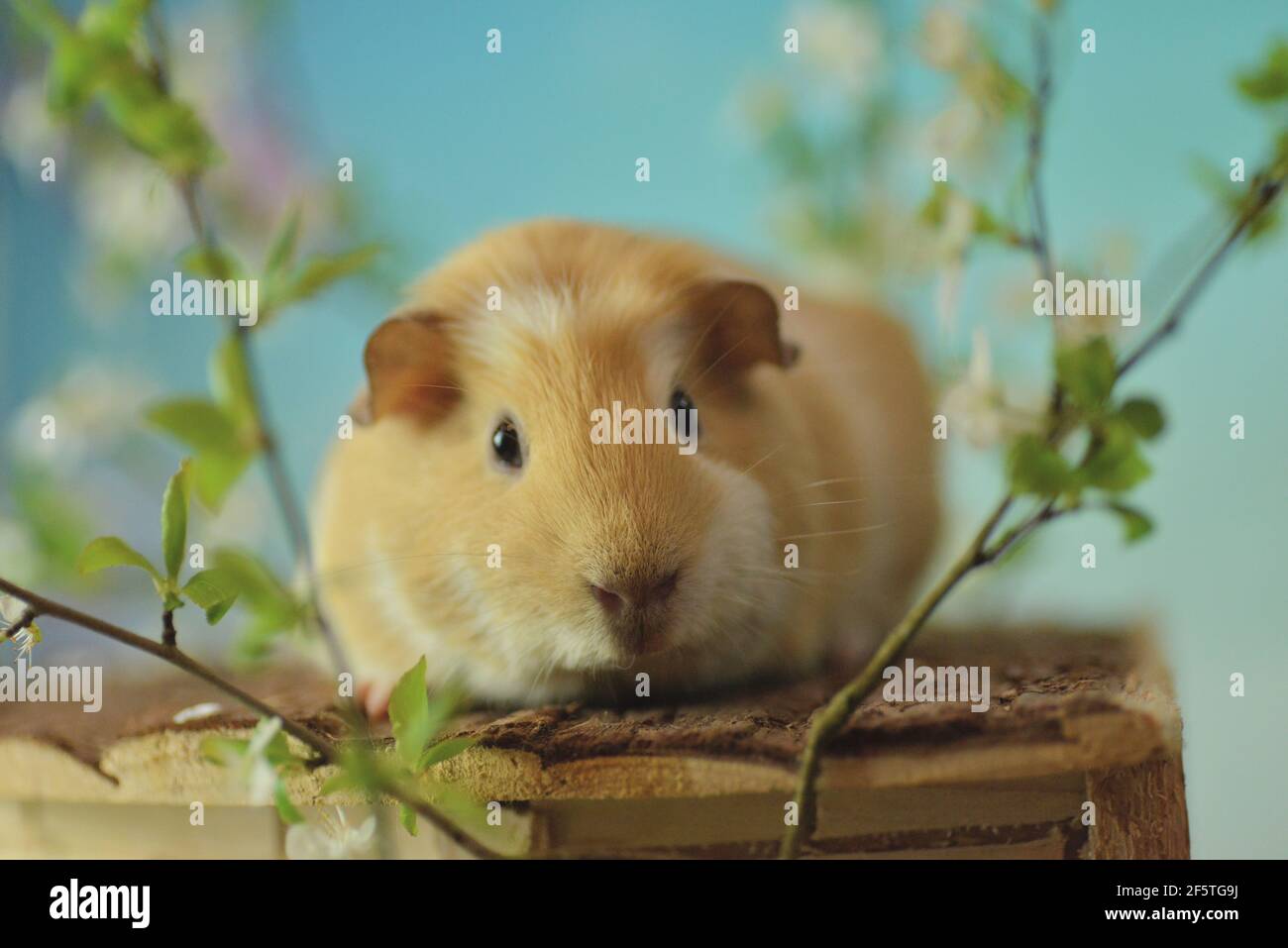 Guinea pig in spring awakening Stock Photo Alamy