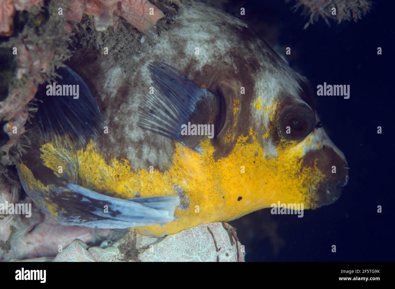 Blackspotted Puffer, Arothron nigropunctatus, Sagea Jetty dive site, Weda, Halmahera, North Maluku, Indonesia, Halmahera Sea Stock Photo
