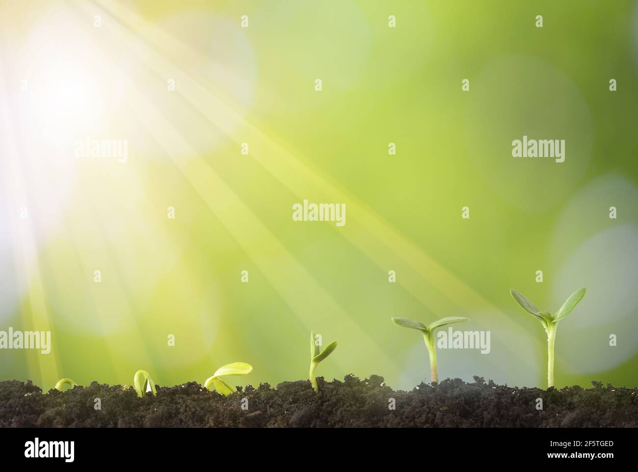 Agriculture and plant grow sequence with morning sunlight and green blur  background. Nature ecology and growth concept with copy space Stock Photo -  Alamy