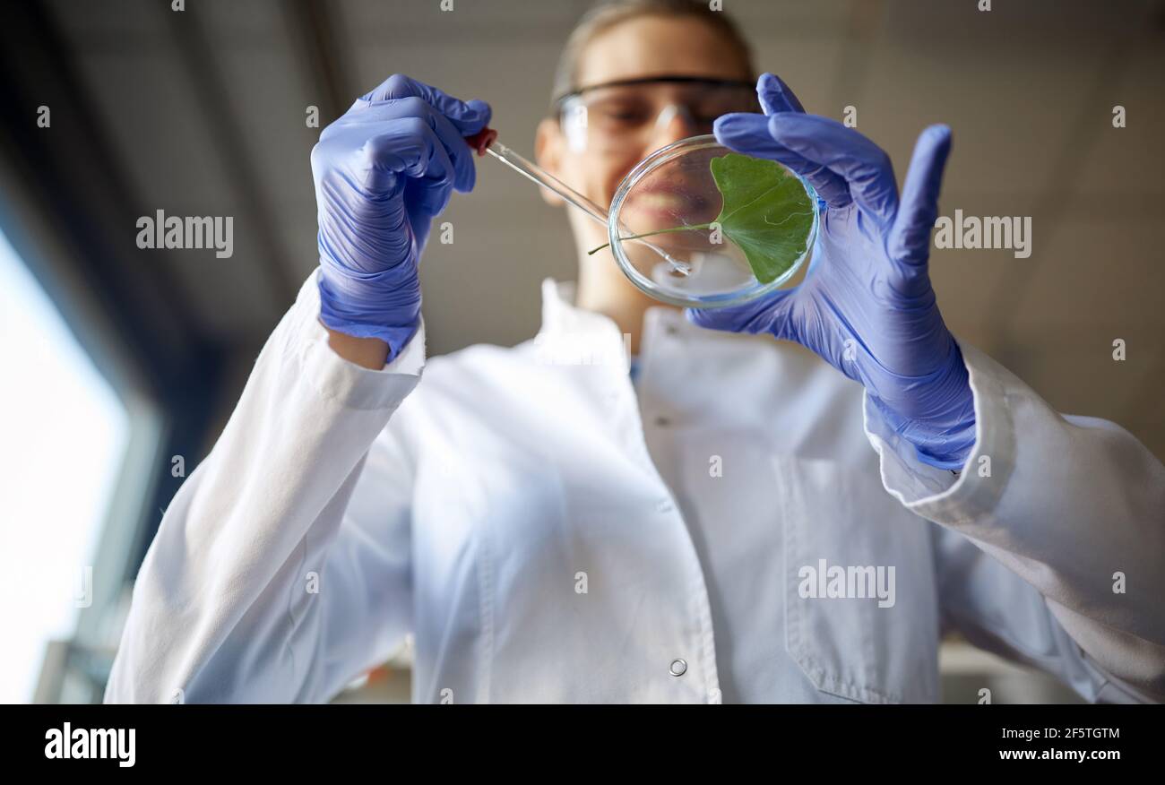 A young female scientist prepares a leaf sample for analysis in a working atmosphere at the university laboratory. Science, chemistry, lab, people Stock Photo