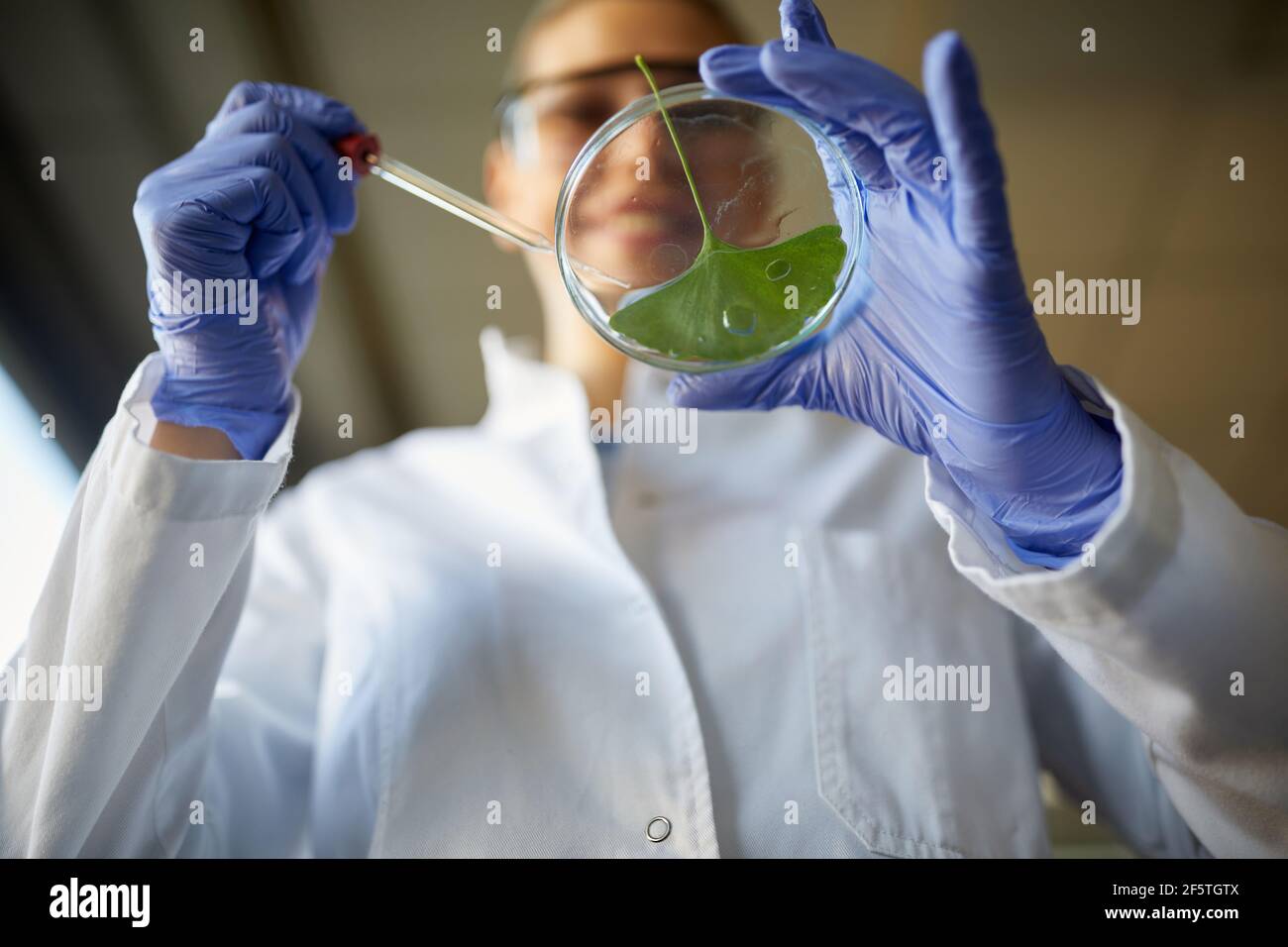 A young female scientist holds a green leaf sample ready for analysis in a working atmosphere at the university laboratory. Science, chemistry, lab, p Stock Photo