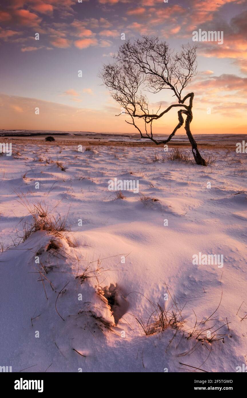 Twisted tree in the snow at dusk Derbyshire Peak district national park Derbyshire England UK GB Europe Stock Photo